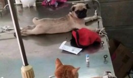 雷利爆料巴哥视频大全,巴哥视频大全背后的精彩瞬间